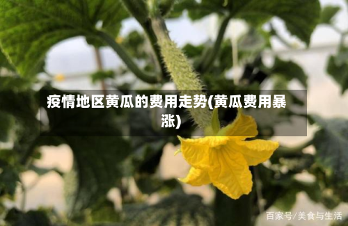 疫情地区黄瓜的费用走势(黄瓜费用暴涨)-第1张图片