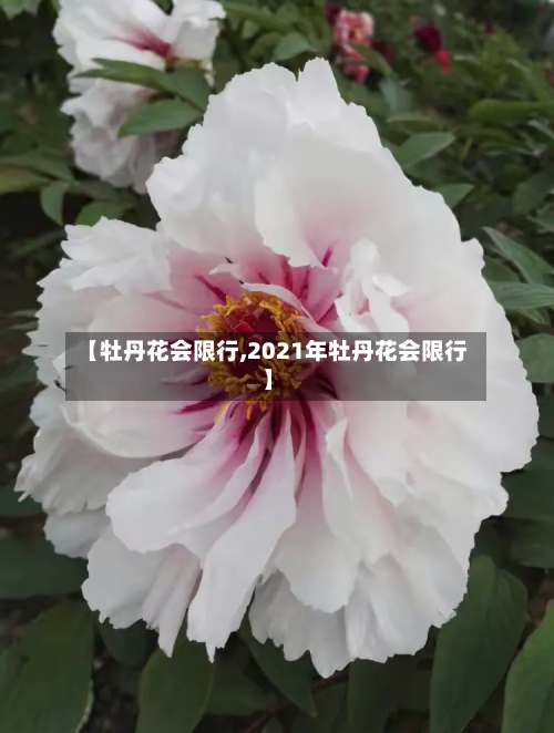 【牡丹花会限行,2021年牡丹花会限行】-第1张图片