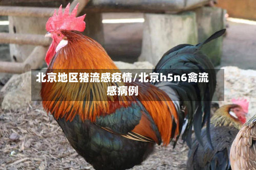 北京地区猪流感疫情/北京h5n6禽流感病例-第1张图片
