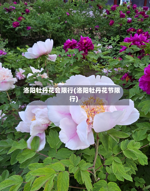 洛阳牡丹花会限行(洛阳牡丹花节限行)-第1张图片