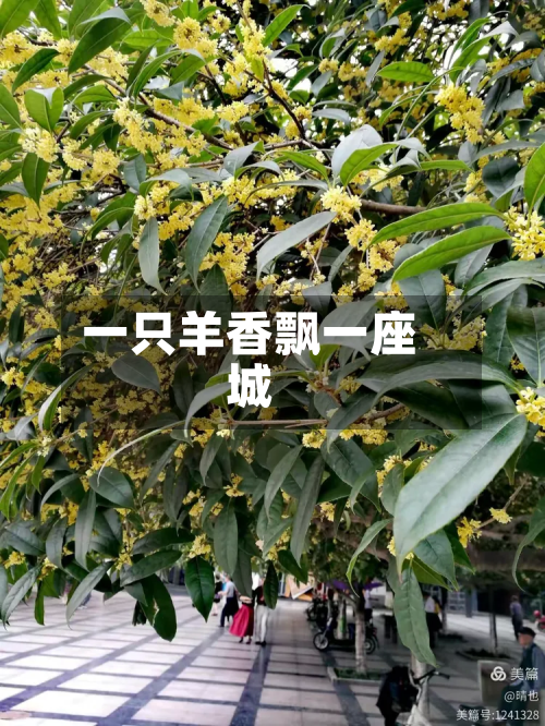 一只羊香飘一座城-第1张图片