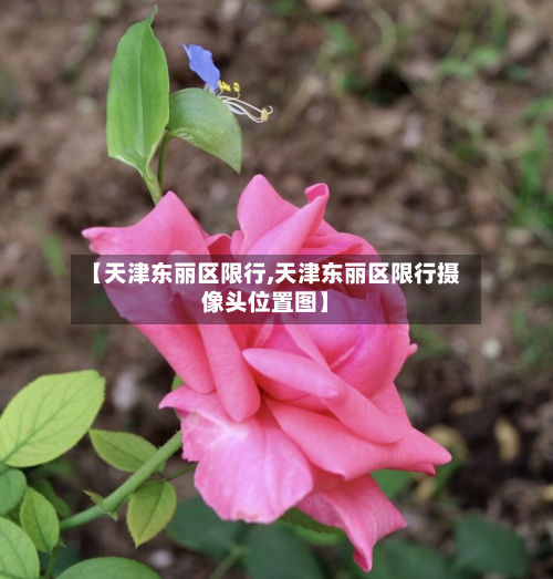 【天津东丽区限行,天津东丽区限行摄像头位置图】-第1张图片
