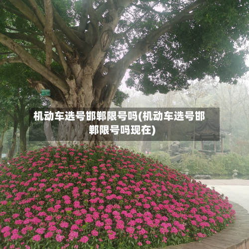 机动车选号邯郸限号吗(机动车选号邯郸限号吗现在)-第1张图片
