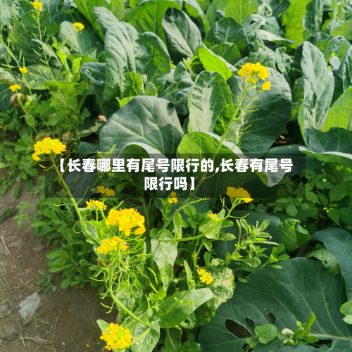 【长春哪里有尾号限行的,长春有尾号限行吗】-第1张图片