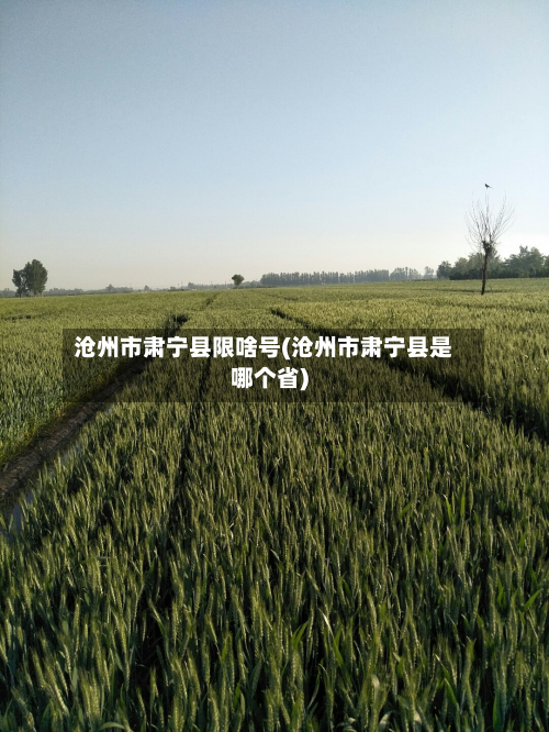 沧州市肃宁县限啥号(沧州市肃宁县是哪个省)-第1张图片