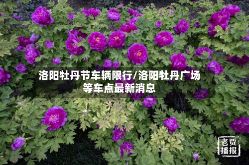 洛阳牡丹节车辆限行/洛阳牡丹广场等车点最新消息-第1张图片