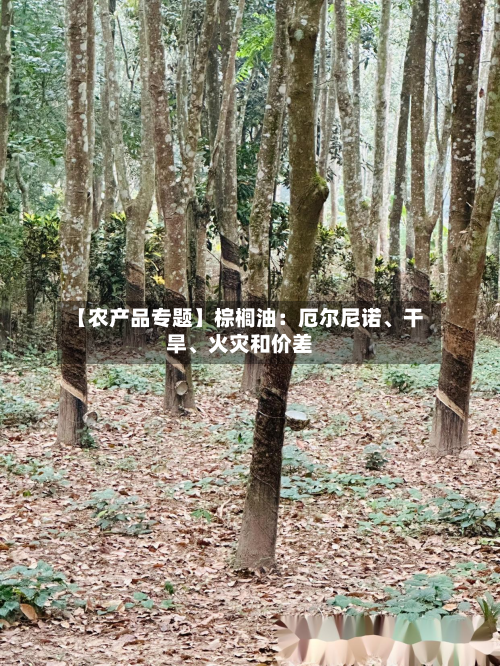 【农产品专题】棕榈油：厄尔尼诺、干旱、火灾和价差-第2张图片