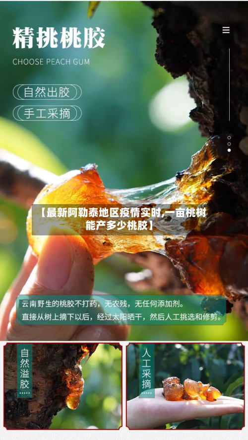 【最新阿勒泰地区疫情实时,一亩桃树能产多少桃胶】-第1张图片