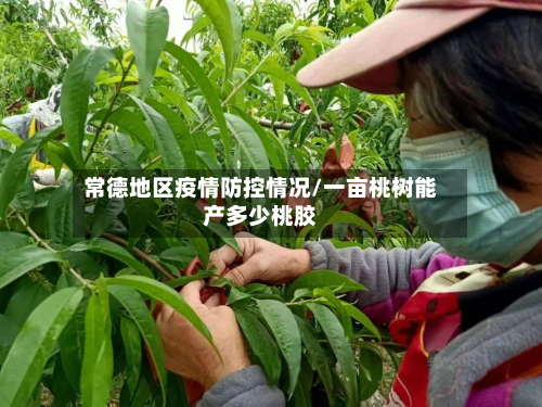 常德地区疫情防控情况/一亩桃树能产多少桃胶-第1张图片