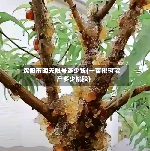 沈阳市明天限号多少钱(一亩桃树能产多少桃胶)-第1张图片