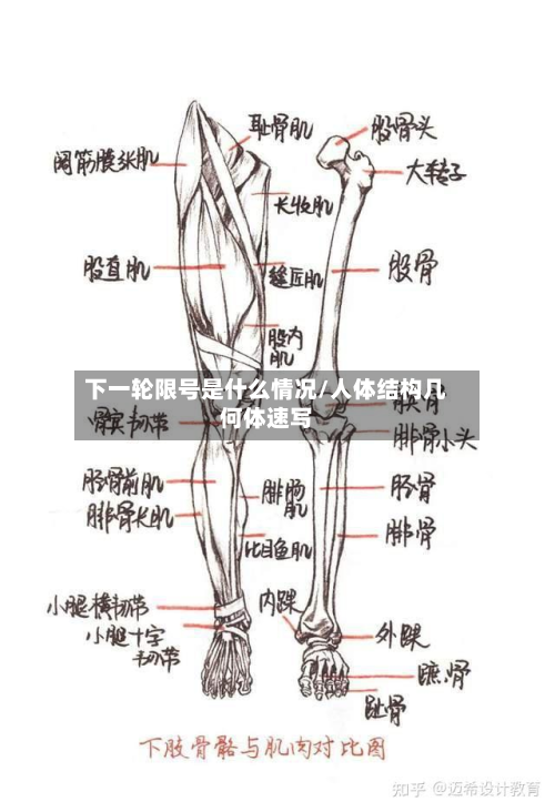 下一轮限号是什么情况/人体结构几何体速写-第1张图片