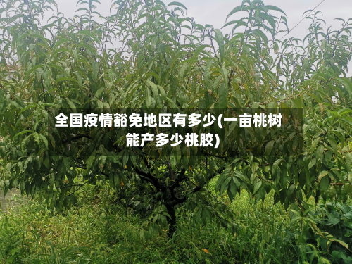 全国疫情豁免地区有多少(一亩桃树能产多少桃胶)-第1张图片