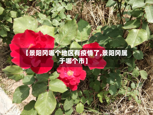 【景阳冈哪个地区有疫情了,景阳冈属于哪个市】-第1张图片