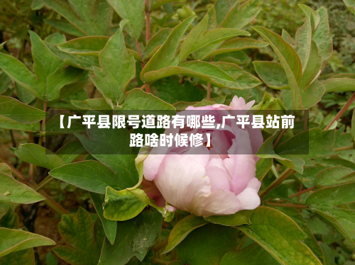 【广平县限号道路有哪些,广平县站前路啥时候修】-第1张图片