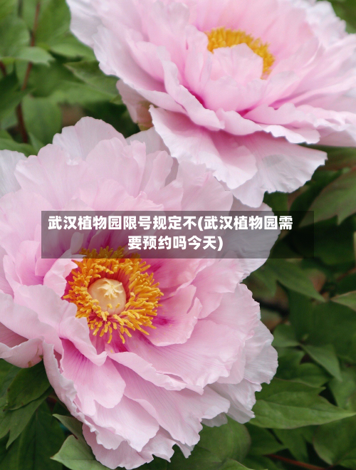 武汉植物园限号规定不(武汉植物园需要预约吗今天)-第1张图片