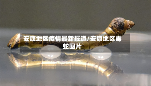 安康地区疫情最新报道/安康地区毒蛇图片-第1张图片