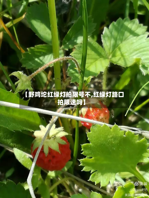 【野鸡坨红绿灯拍限号不,红绿灯路口拍限速吗】-第1张图片