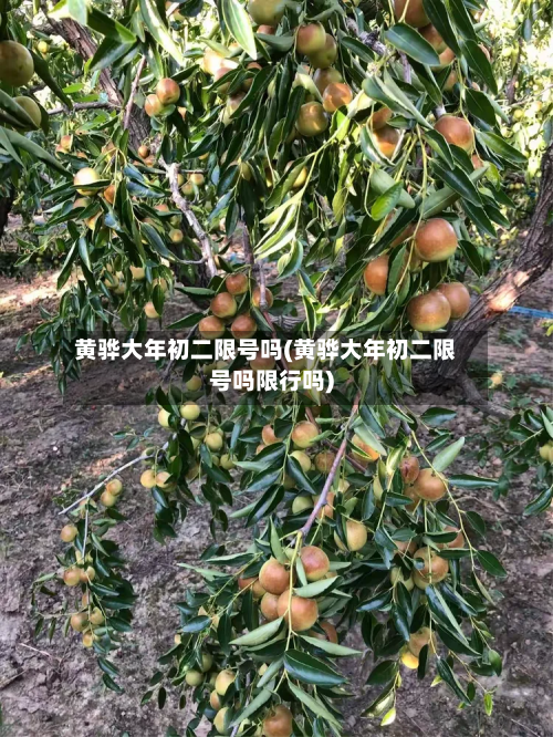 黄骅大年初二限号吗(黄骅大年初二限号吗限行吗)-第1张图片