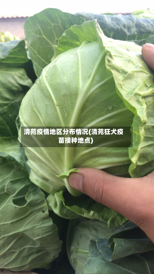 清苑疫情地区分布情况(清苑狂犬疫苗接种地点)-第3张图片