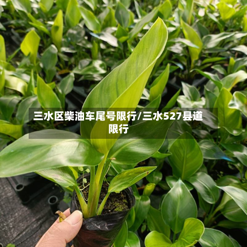 三水区柴油车尾号限行/三水527县道限行-第1张图片