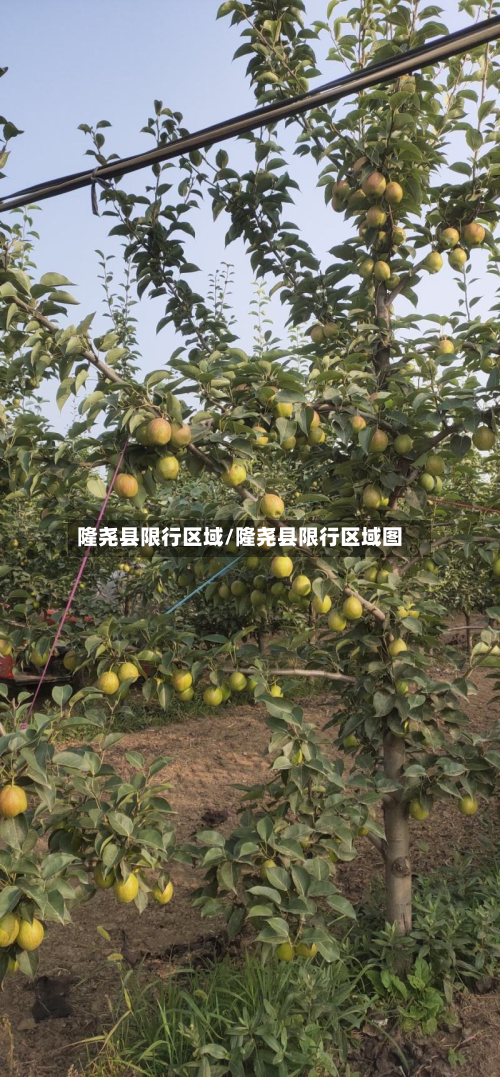 隆尧县限行区域/隆尧县限行区域图-第3张图片
