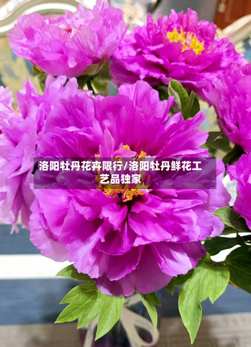 洛阳牡丹花卉限行/洛阳牡丹鲜花工艺品独家-第2张图片