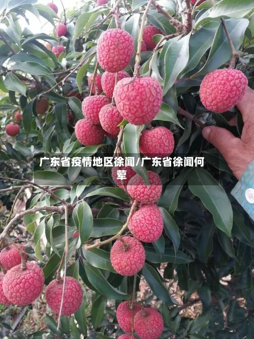 广东省疫情地区徐闻/广东省徐闻何荤