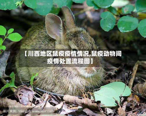 【川西地区鼠疫疫情情况,鼠疫动物间疫情处置流程图】
