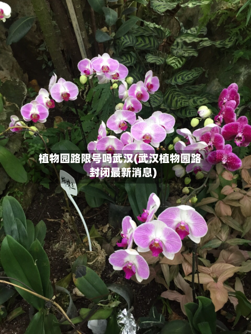 植物园路限号吗武汉(武汉植物园路封闭最新消息)-第3张图片