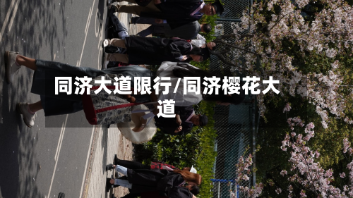 同济大道限行/同济樱花大道