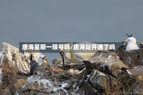 唐海星期一限号吗/唐海站开通了吗-第1张图片