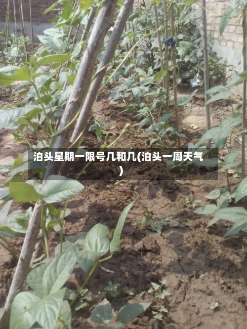 泊头星期一限号几和几(泊头一周天气)