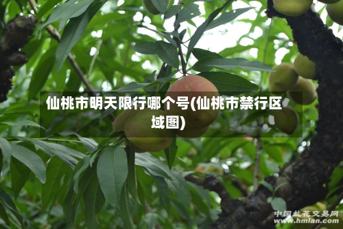 仙桃市明天限行哪个号(仙桃市禁行区域图)-第3张图片