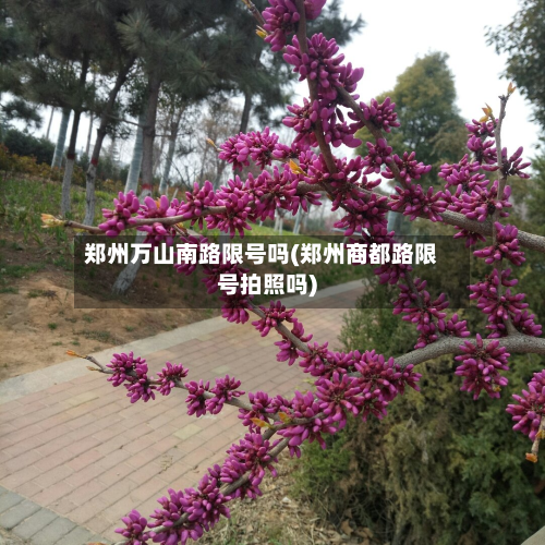 郑州万山南路限号吗(郑州商都路限号拍照吗)