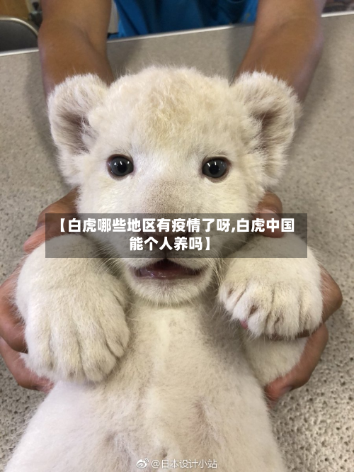 【白虎哪些地区有疫情了呀,白虎中国能个人养吗】-第1张图片